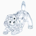 LABRADOR PUPPY PLAYING SWAROVSKI