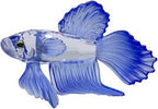 SWAROVSKI - PESCE COMBATTENTE BLU - OGGETTISTICA - OGGETTISTICA